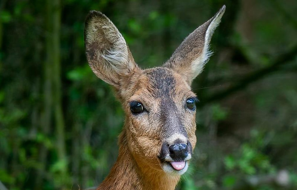 rå rækker tunge.jpg