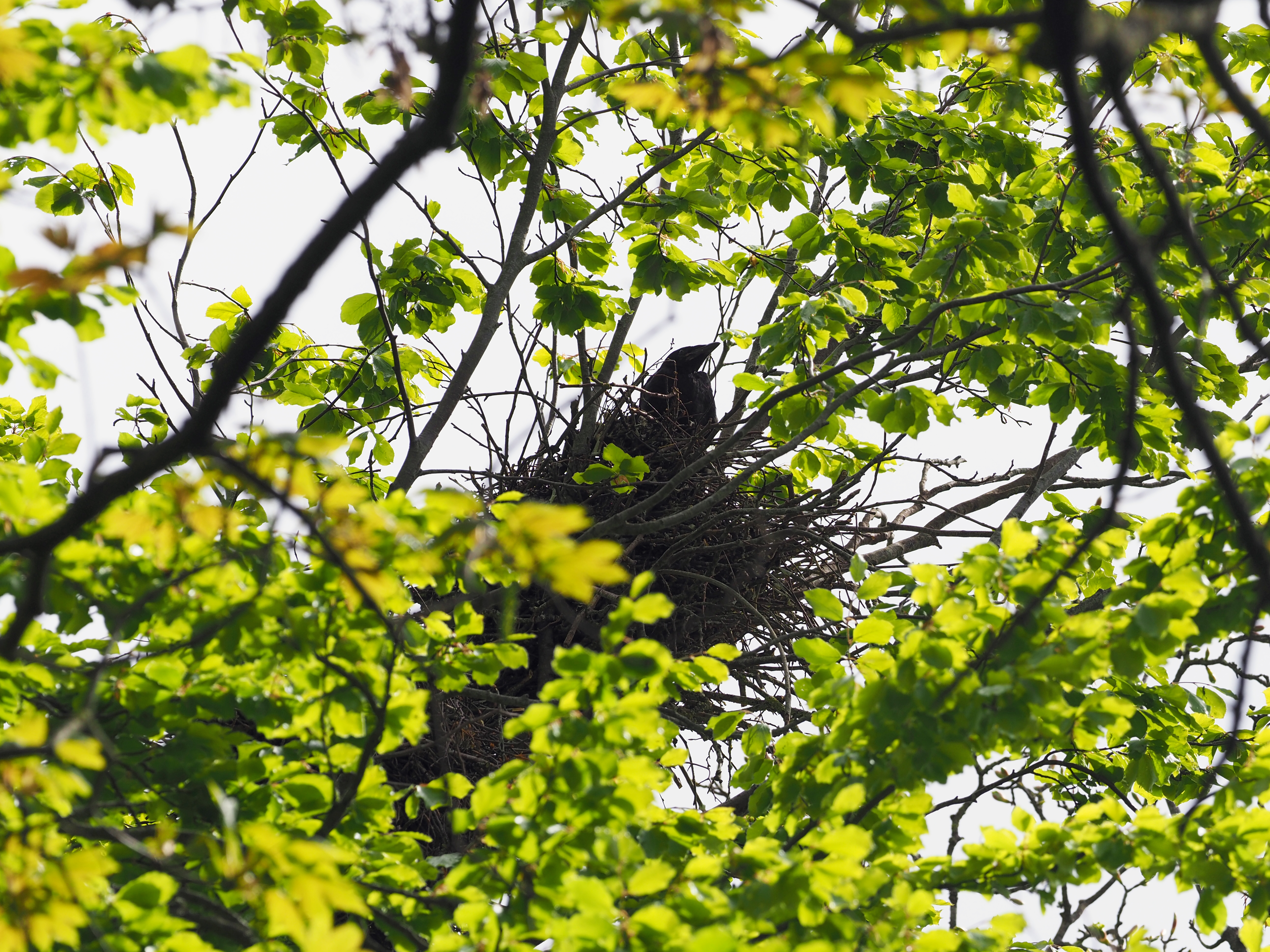 Rågeunge i reden.JPG