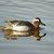 Atlingand Anas_querquedula_Viladecans_Catalunya_Spain_1.jpg