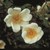 klitrose_pimpenillifolia_Naturstyrelsen.jpg