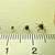 flåt-nyhed-301015-1.JPG
