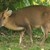 Muntjac_deer_at_Dumbleton_Hall_foto_Nilfanion.jpg