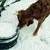 Hund, vandskål i sne.jpg