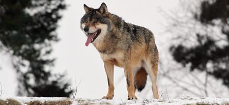 Praktisk kommentar Betsy Trotwood Ulv - Viden om ulv i Danmark - Danmarks Jægerforbund