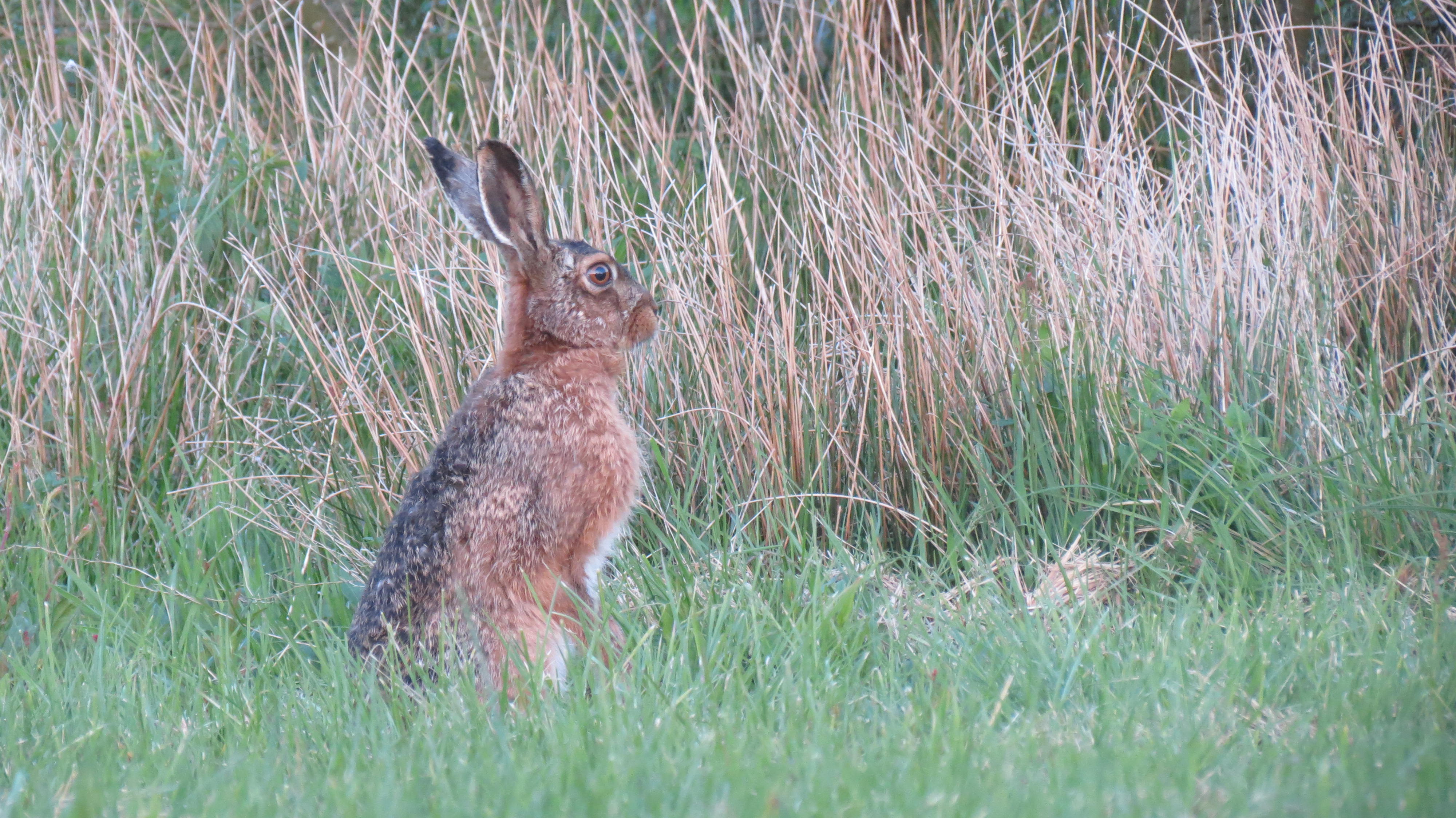 Hare 2 TIV.JPG