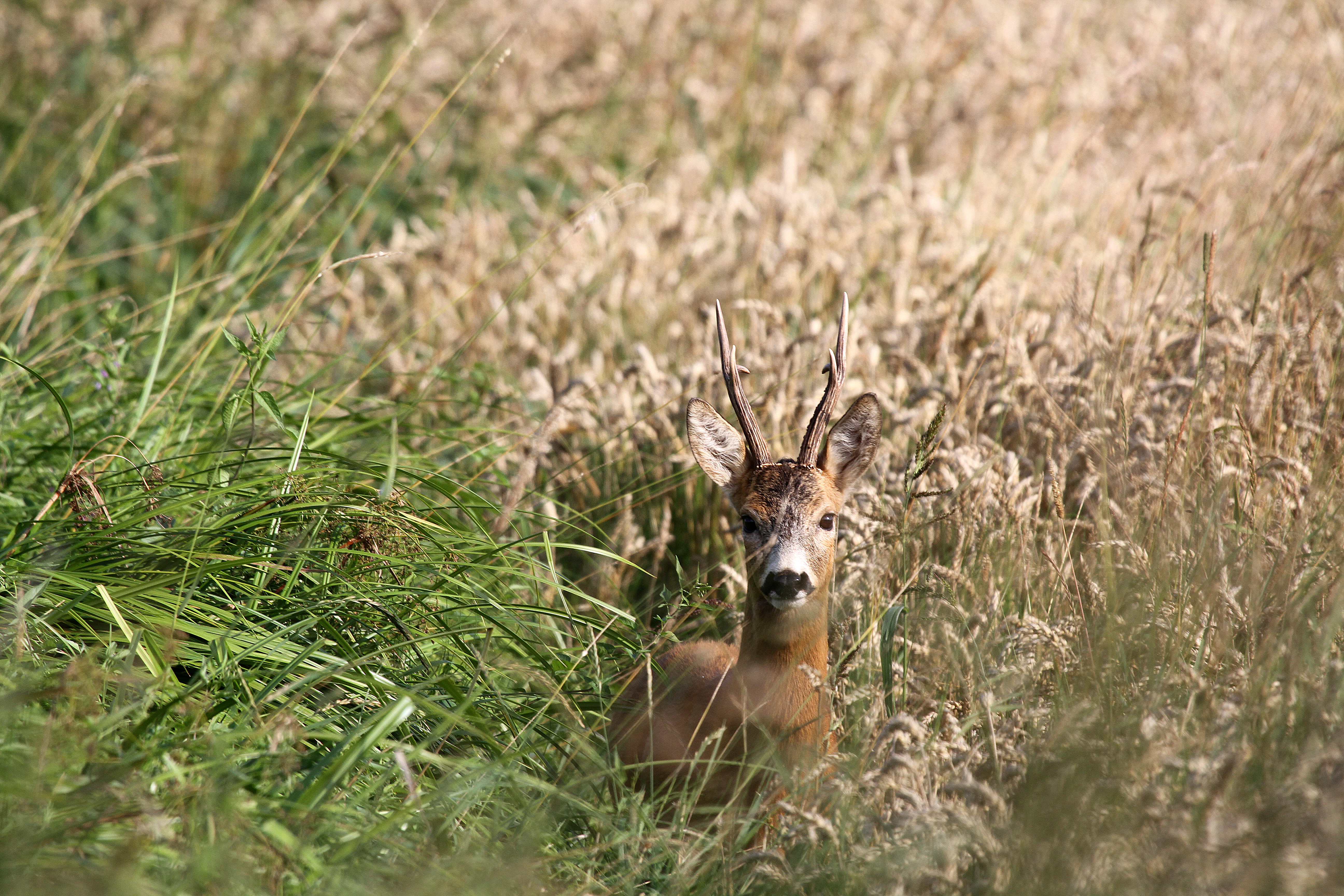 Bukkejagt Polen 017.jpg