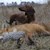 030305 ns Gravhund McAllan.jpg
