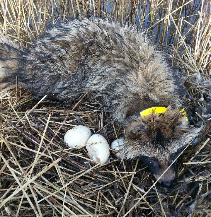 Judas-mårhund der "spiller død" i en gåserede. Foto: Naturstyrelsen.