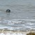 Grey_seal_off_beach_north_of_Winterton_-_geograph.org.uk_-_966876.jpg