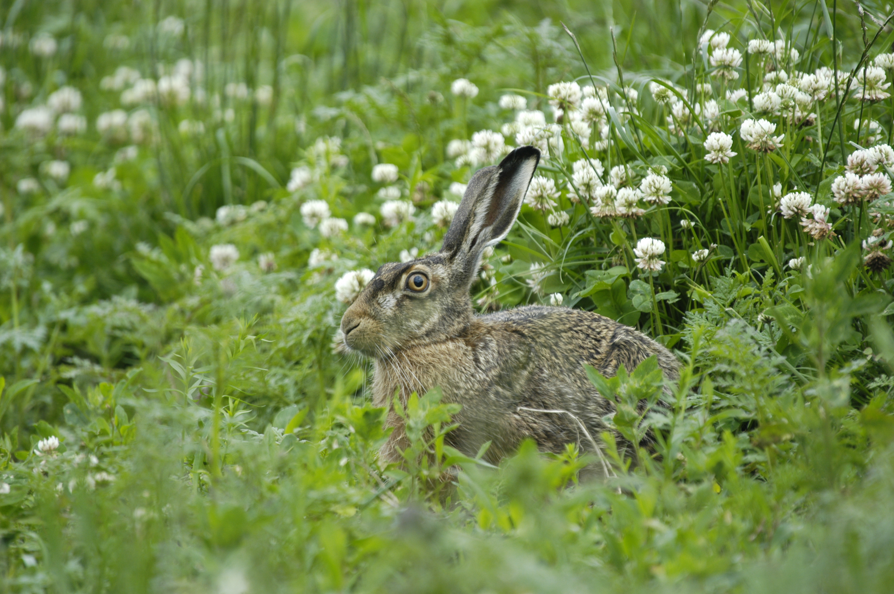 040706, ns harenordmark.JPG