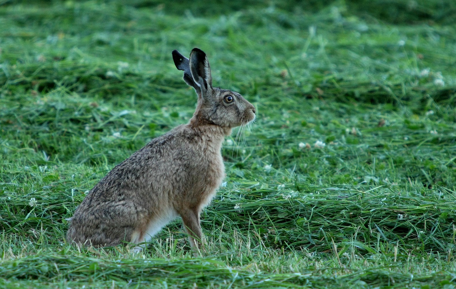 Fakta Om Hare Danmarks J gerforbund fakta-om-hare-danmarks-j-gerforbund