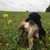 Harejagt Purdey_LMI