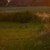 Harer i solnedgang_JPE