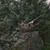 Krageregulering Kurt Thomsen_ARJ