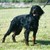ns, gordon setter.jpg