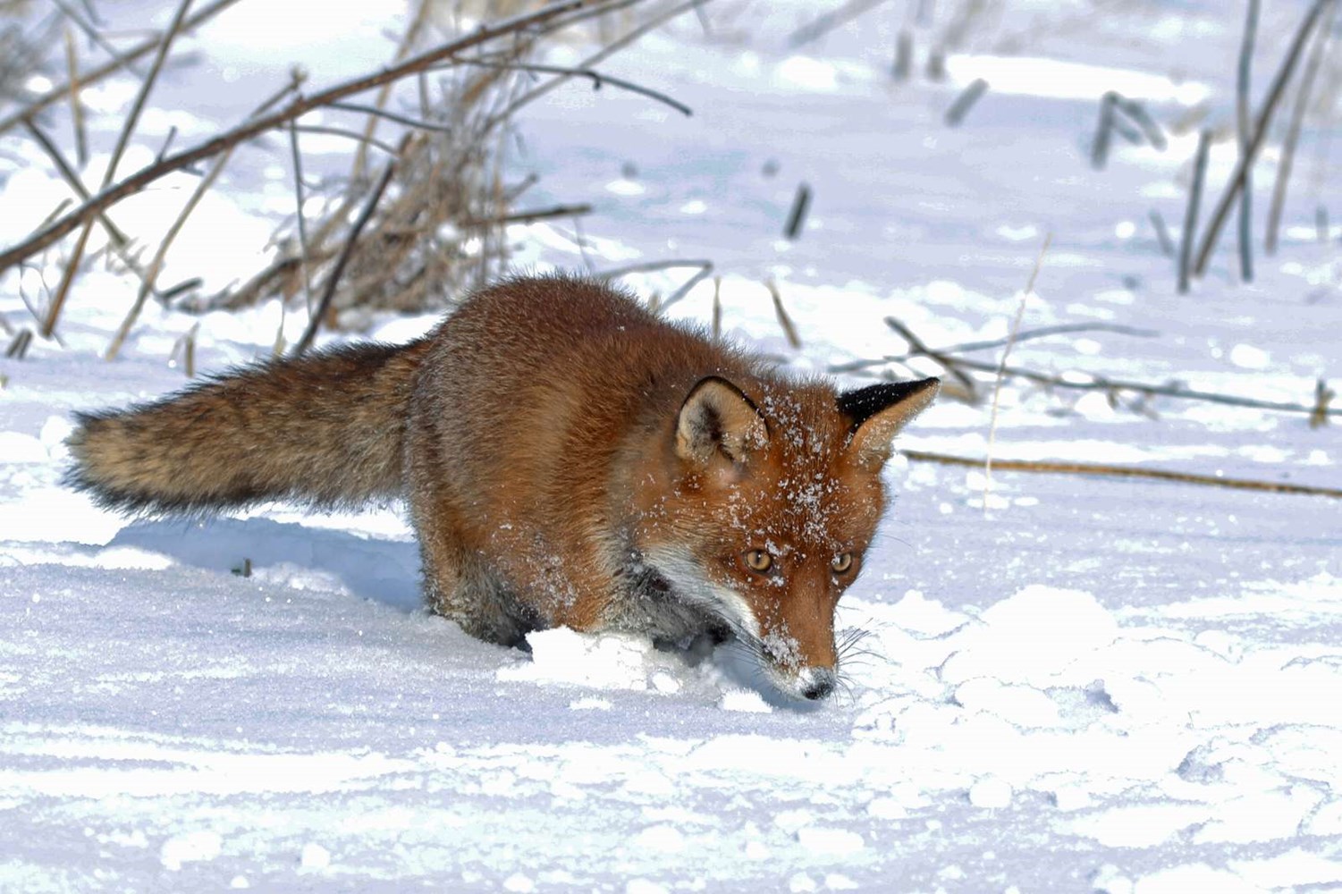 Leksikon, Fakta og viden om ræv - Danmarks Jægerforbund