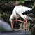 stork.jpg