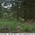 ulveunger-naturstyrelsen.jpg
