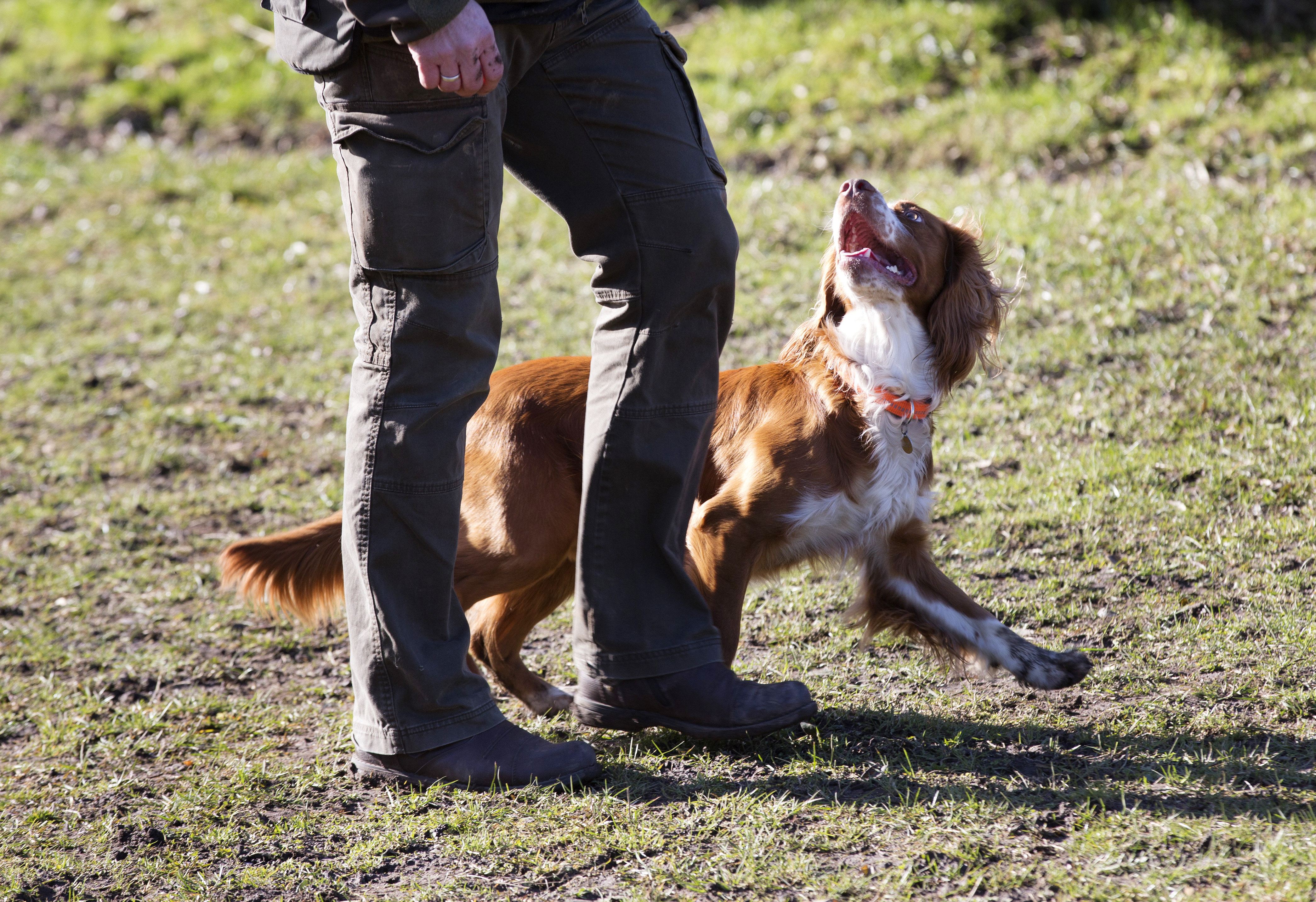 Hundetræning: Fri ved og føring - Danmarks