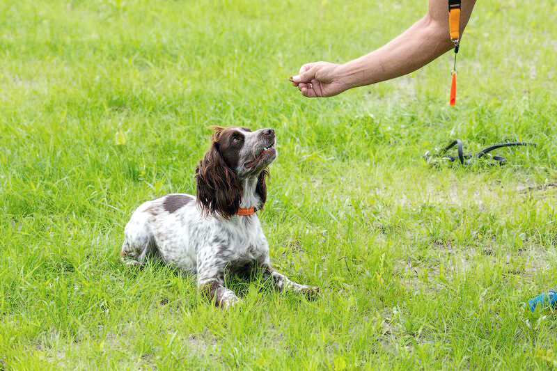 Hundetræning: ”Dæk" og ”indkald” - Jægerforbund