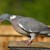 woodpigeon-274834_640.jpg