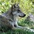wolf-1984811_640.jpg