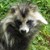 raccoon-dog-54750_640.jpg