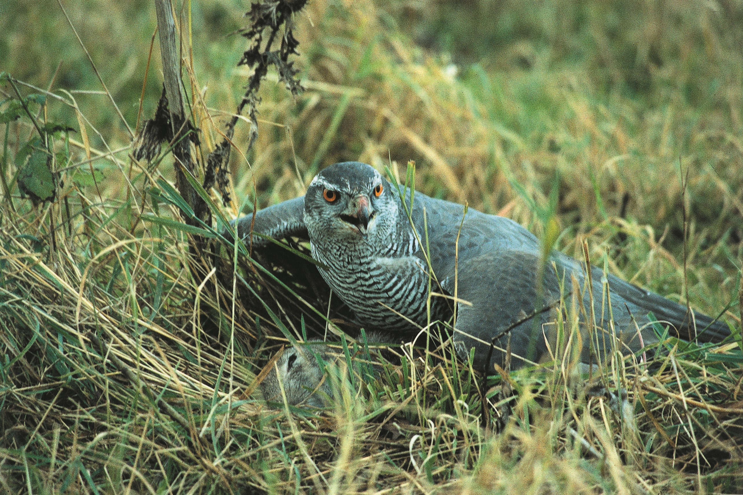 Foto: Niels Søndergaard