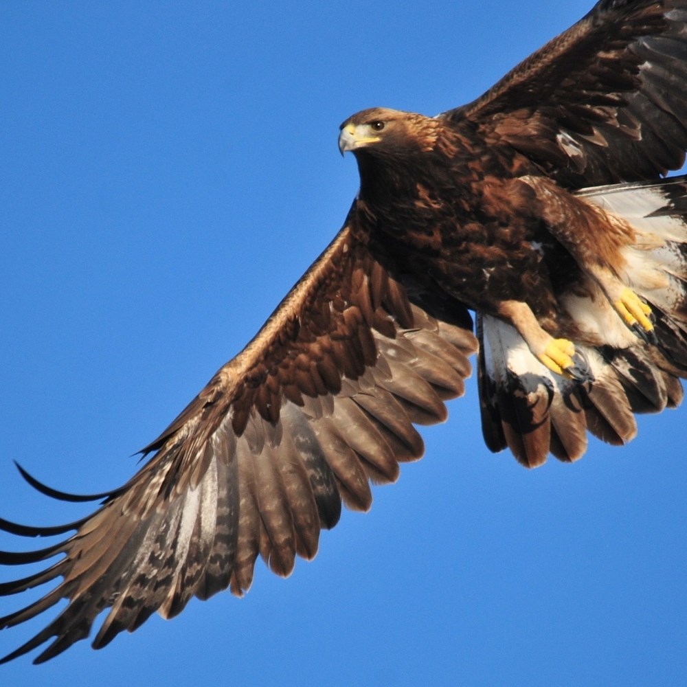 Kongeørn - Danmarks Jægerforbund