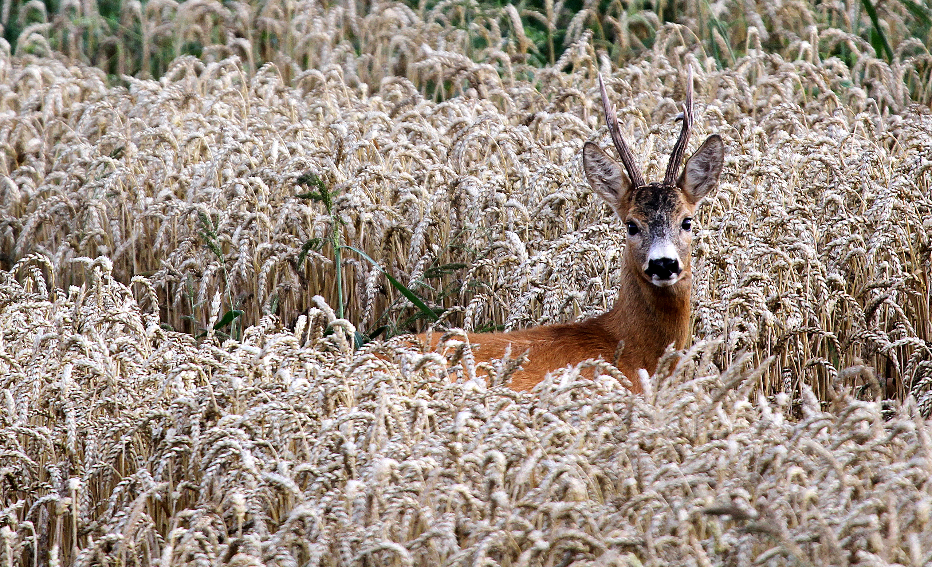 Bukkejagt Polen 020.jpg
