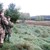 Polen brunsthhjort sep 12 001.jpg