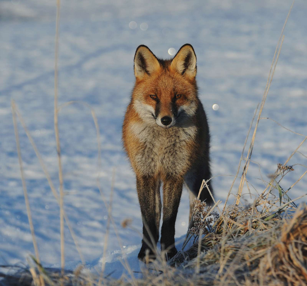Regler for regulering af ræv, husskade og kage i februar - Danmarks ...